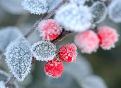 frosted-berries.jpg
